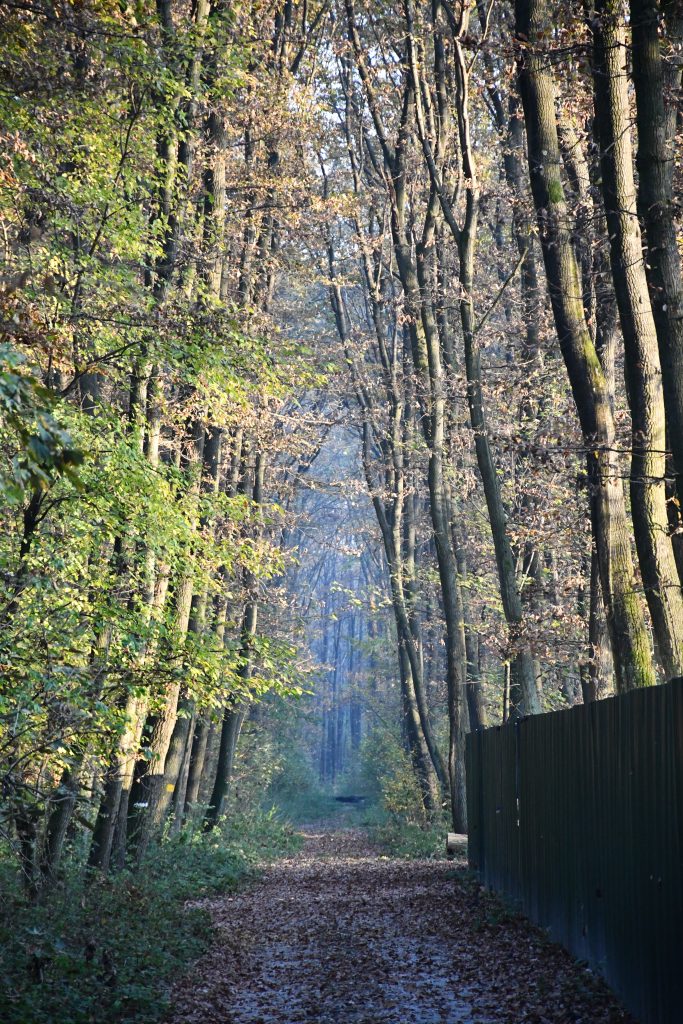 lesná cesta s vysokými listnatými stromami