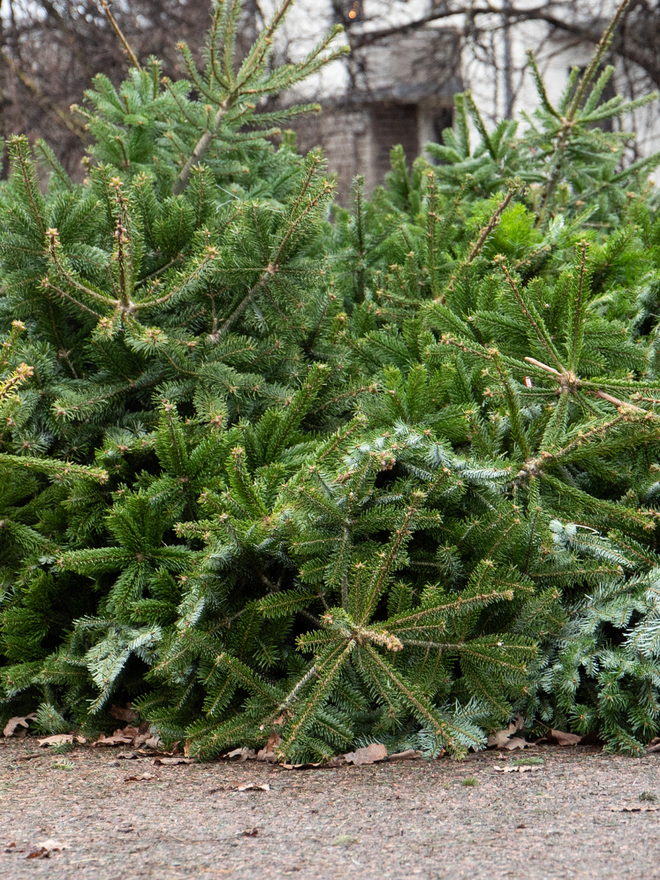 Odzdobené vyhodené vianočné stromy na ulici