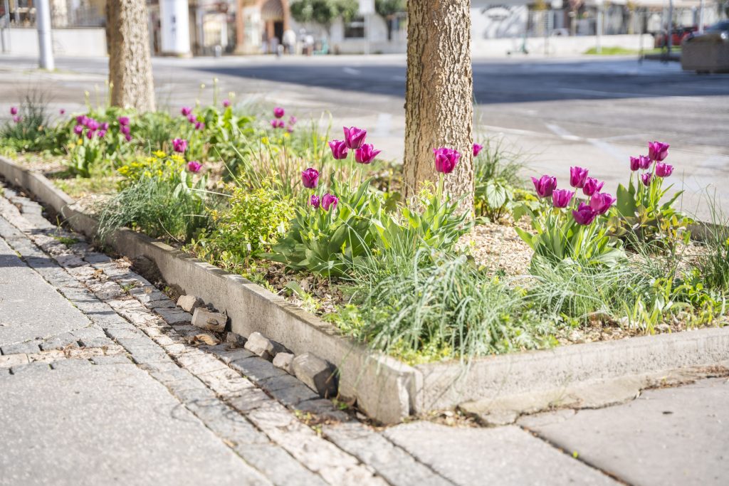 Štefánikova trieda - výsadba kvetín